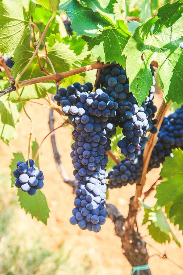 Case Vacanza Podere Risoino Poggibonsi Exterior foto