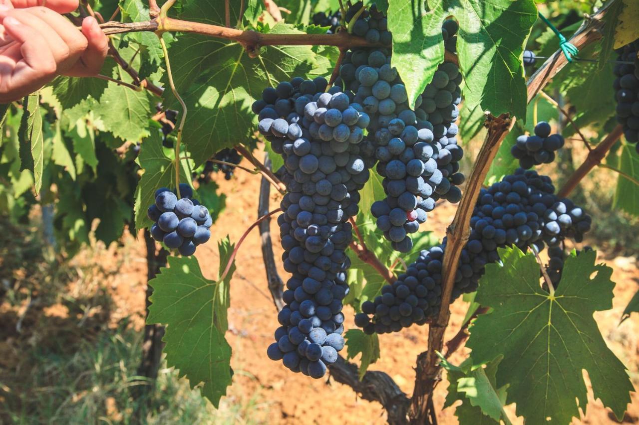 Case Vacanza Podere Risoino Poggibonsi Exterior foto
